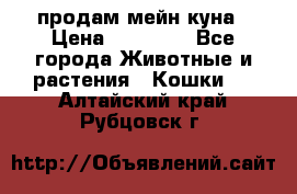 продам мейн куна › Цена ­ 15 000 - Все города Животные и растения » Кошки   . Алтайский край,Рубцовск г.